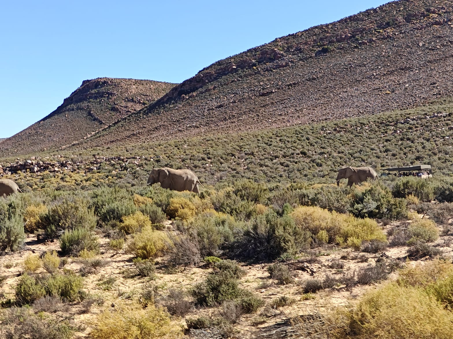 Aquila Game Reserve - Safari 36